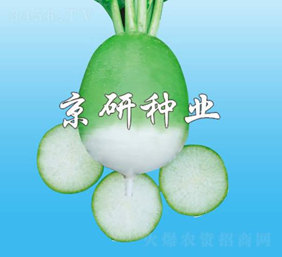 京脆1號-蘿卜種子-京研種業(yè)