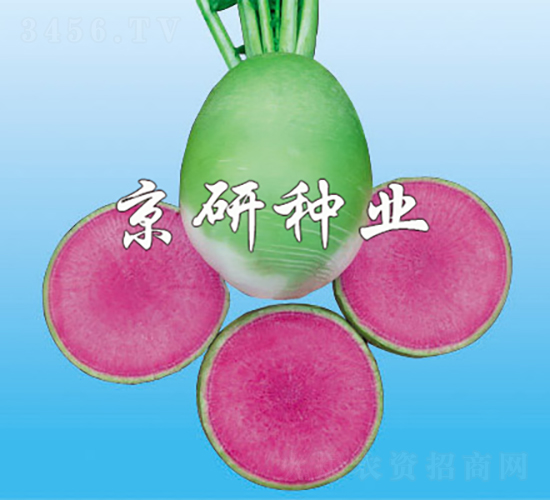 京脆2號(hào)（心里美類(lèi)型）-蘿卜種子-京研種業(yè)