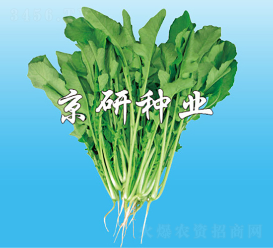 京研葉用蘿卜-蘿卜種子-京研種業(yè)