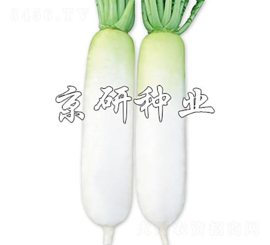 京研美玉-蘿卜種子-京研種業(yè)