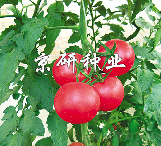 ����101-���ѷN��-���зN�I(y��)