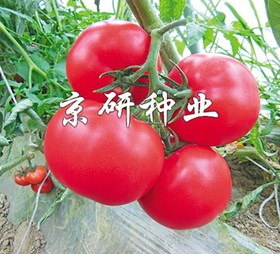 ����103-���ѷN��-���зN�I(y��)