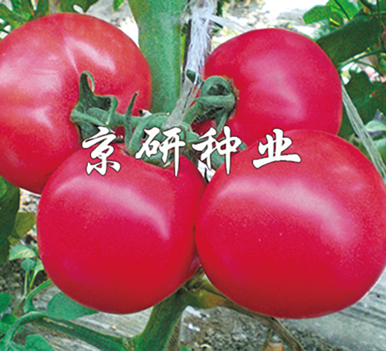 ����104-���ѷN��-���зN�I(y��)