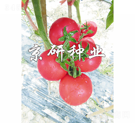 ����205-���ѷN��-���зN�I(y��)