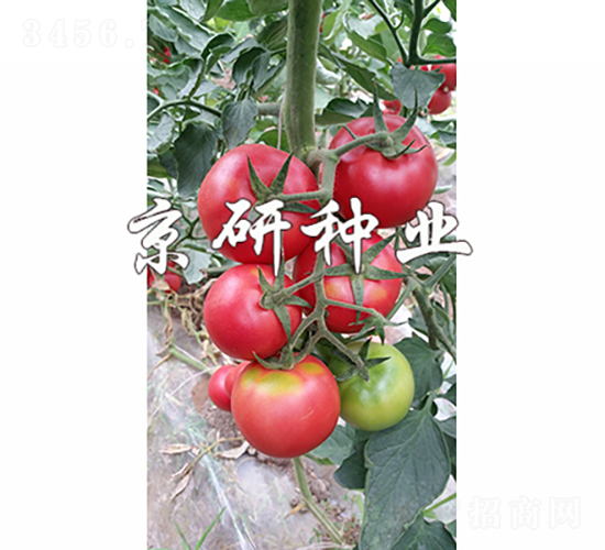 ����301-���ѷN��-���зN�I(y��)