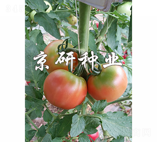 京番302-番茄種子-京研種業(yè)