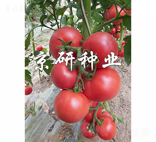 ����303-���ѷN��-���зN�I(y��)