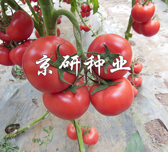 ����3̖-���ѷN��-���зN�I(y��)