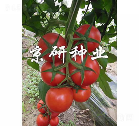 ����602-���ѷN��-���зN�I(y��)