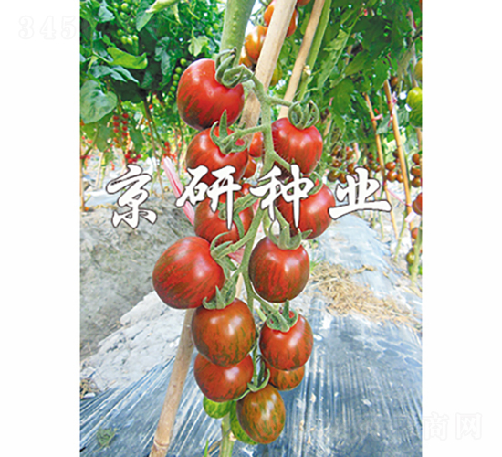 ��������1̖(h��o)-���ѷN��-���зN�I(y��)