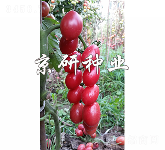 ��������2̖-���ѷN��-���зN�I(y��)