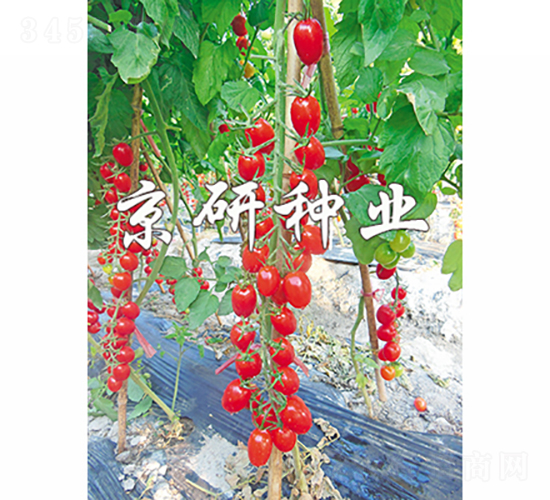 �����t��1̖-���ѷN��-���зN�I(y��)