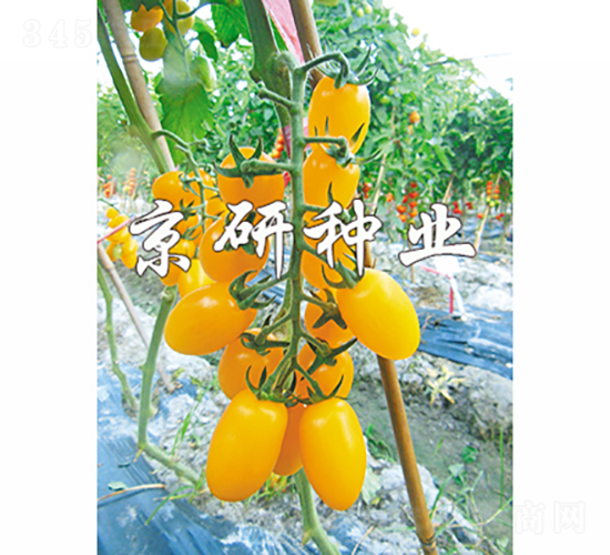 �����S��1̖-���ѷN��-���зN�I(y��)