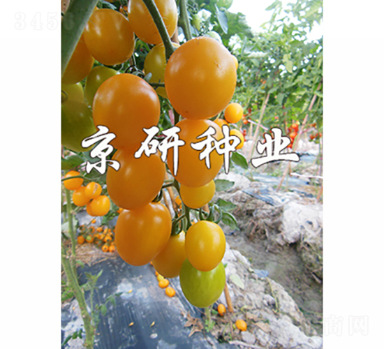 �����S��3̖-���ѷN��-���зN�I(y��)