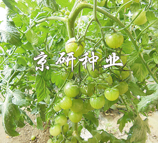 �����G��1̖-���ѷN��-���зN�I(y��)