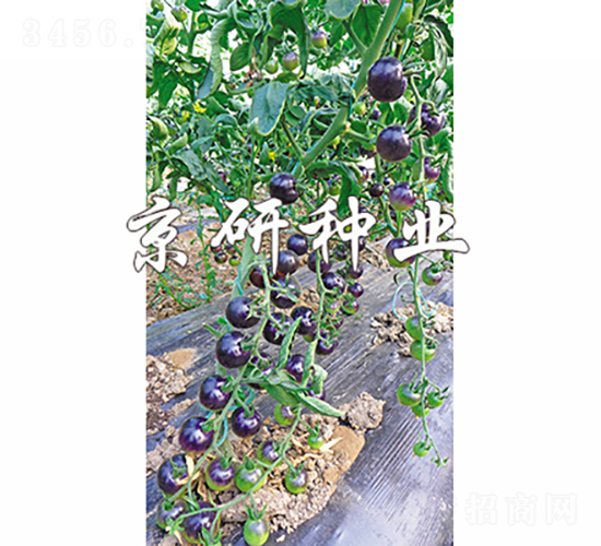 �������_�h-���ѷN��-���зN�I(y��)