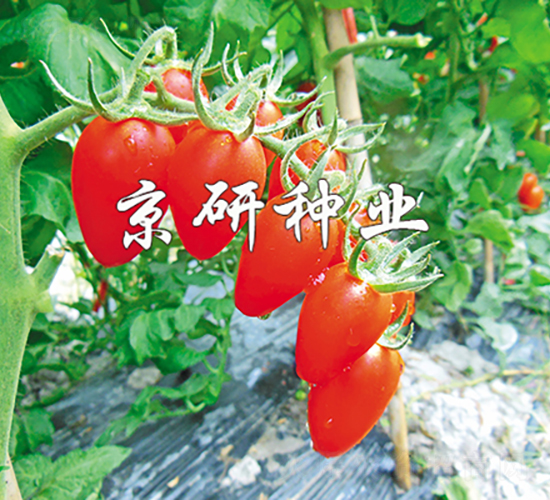 �����t�_1̖(h��o)-���ѷN��-���зN�I(y��)