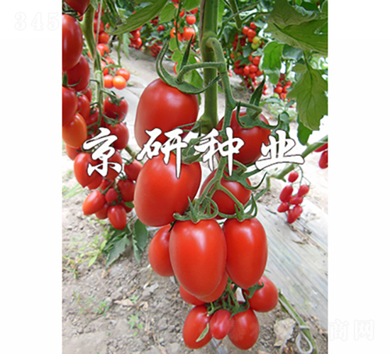 �����t�_2̖(h��o)-���ѷN��-���зN�I(y��)