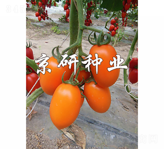 �����S�_1̖-���ѷN��-���зN�I(y��)