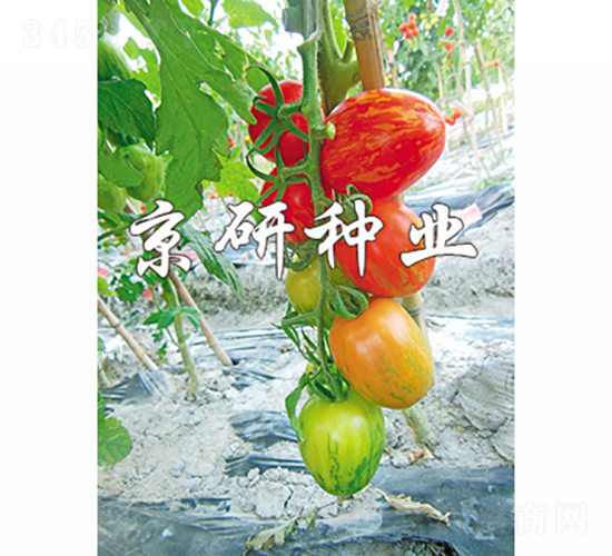 �����в�2̖-���ѷN��-���зN�I(y��)