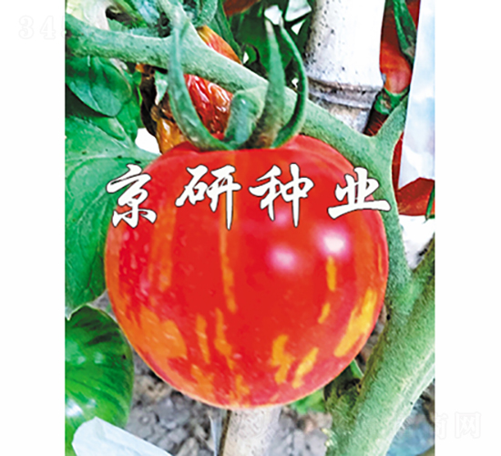 �����в�3̖-���ѷN��-���зN�I(y��)