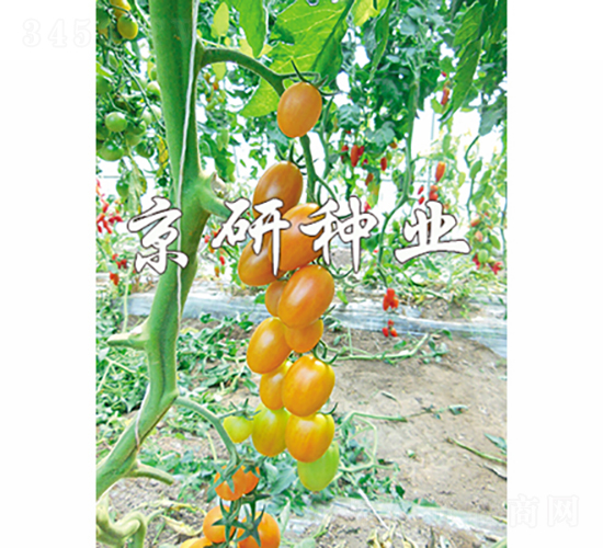 �����ӏ��^-���ѷN��-���зN�I(y��)