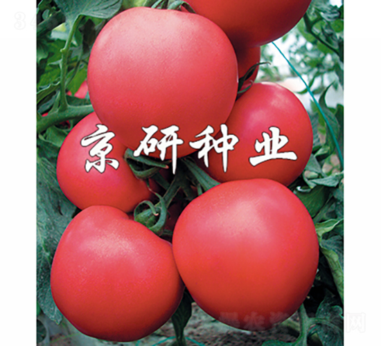 Ӳ��8̖-���ѷN��-���зN�I(y��)