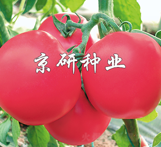 �ɿ�1̖-���ѷN��-���зN�I(y��)