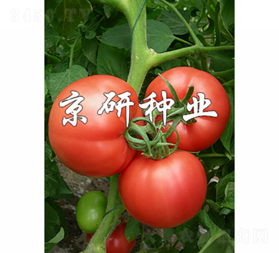 �ɿ�5̖-���ѷN��-���зN�I(y��)