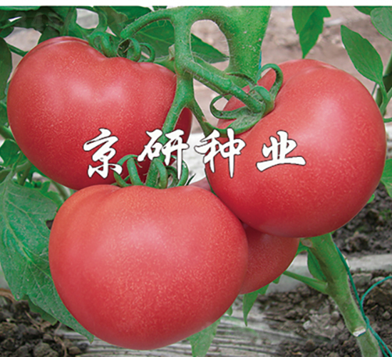 �ɿ�6̖-���ѷN��-���зN�I(y��)