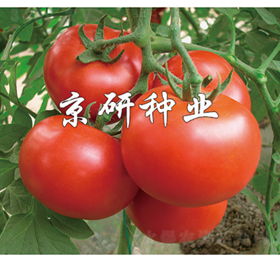 �Ѽt7̖-���ѷN��-���зN�I(y��)