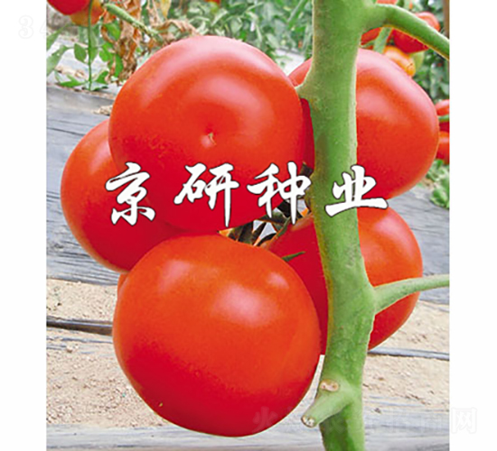 �Ѽt8̖(h��o)-���ѷN��-���зN�I(y��)