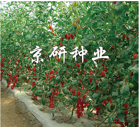 ����1̖-���ѷN��-���зN�I(y��)