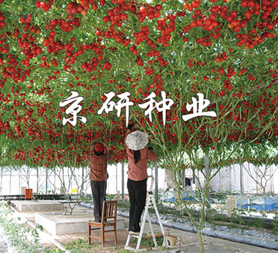 ����6̖-���ѷN��-���зN�I(y��)