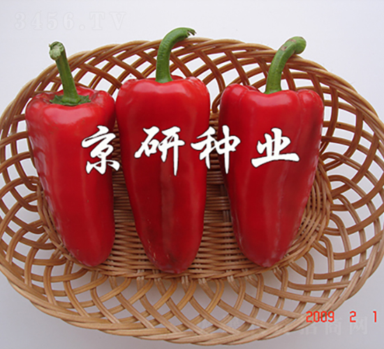 紅秀-辣椒種子-京研種業(yè)