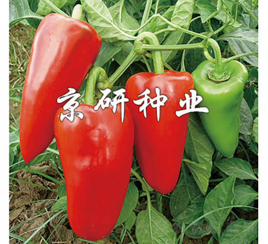 京甜1號-辣椒種子-京研種業(yè)