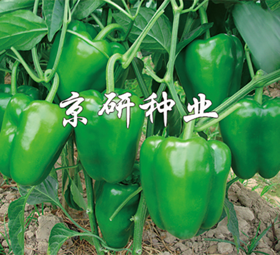 國(guó)禧105-辣椒種子-京研種業(yè)