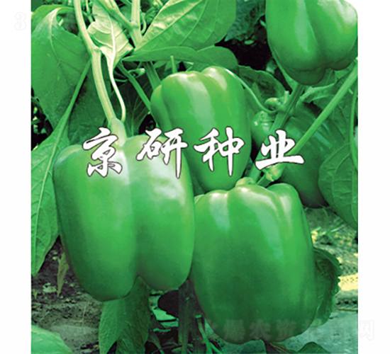 京甜3號-辣椒種子-京研種業(yè)