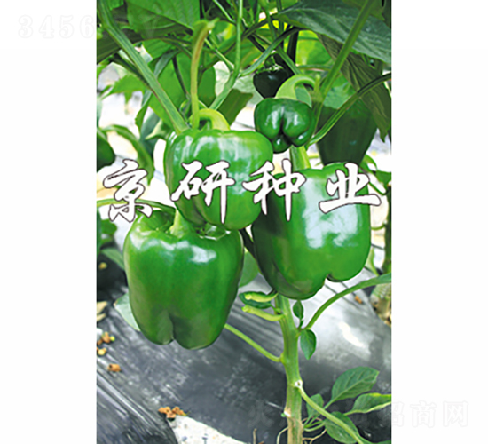 國禧808-辣椒種子-京研種業(yè)