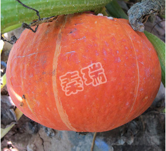 �t���Ϲ�-�ϹϷN��-����