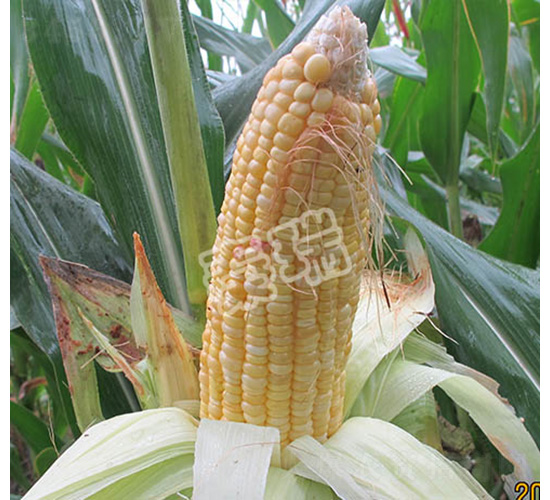 農(nóng)科三鮮糯-玉米種子-秦瑞