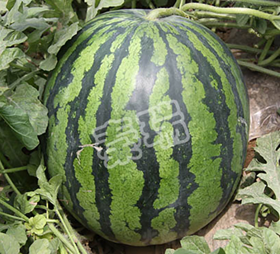 凌瑞668-西瓜種子-秦瑞