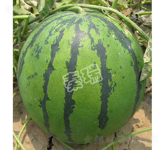 秦瑞八號(hào)-西瓜種子-秦瑞
