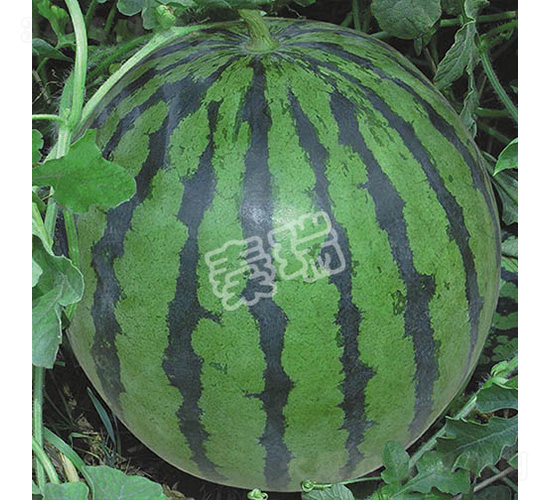 特大雙喜-西瓜種子-秦瑞