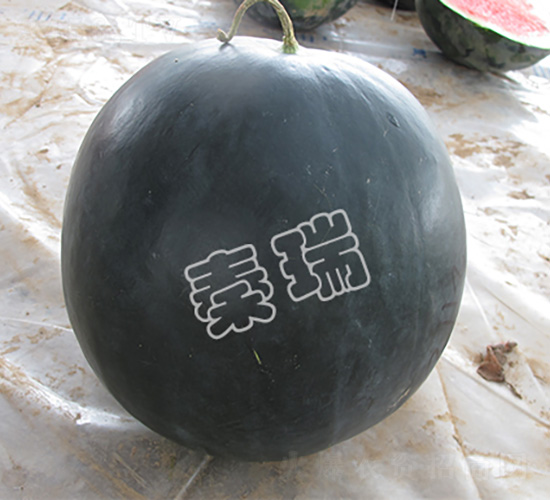 黑王子-西瓜種子-秦瑞