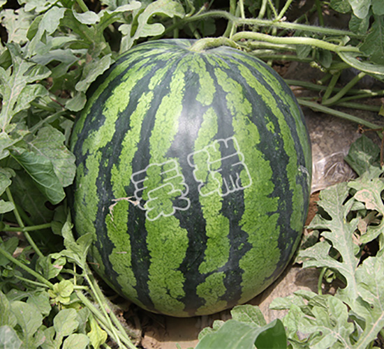 秦瑞999-西瓜種子-秦瑞