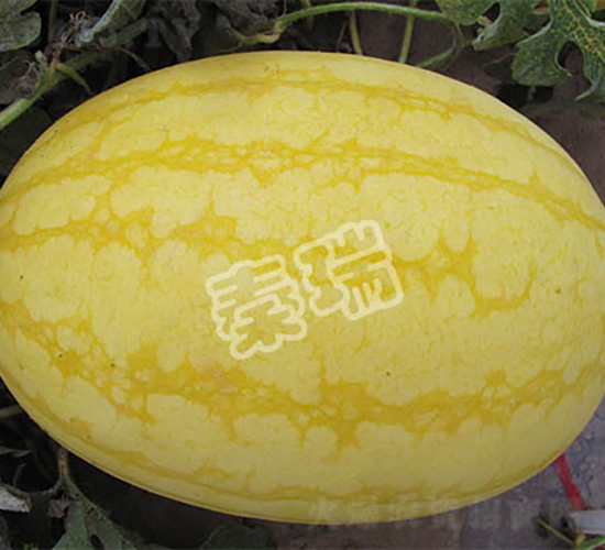 ���-���ϷN��-����