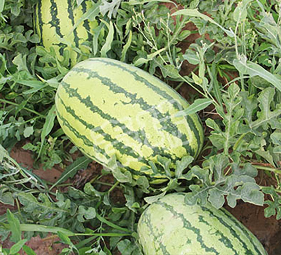 超級霸王-西瓜種子-秦瑞