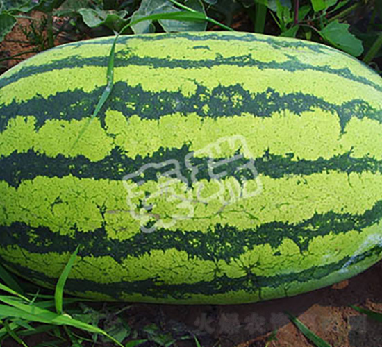 ���ڳ���-���ϷN��-����