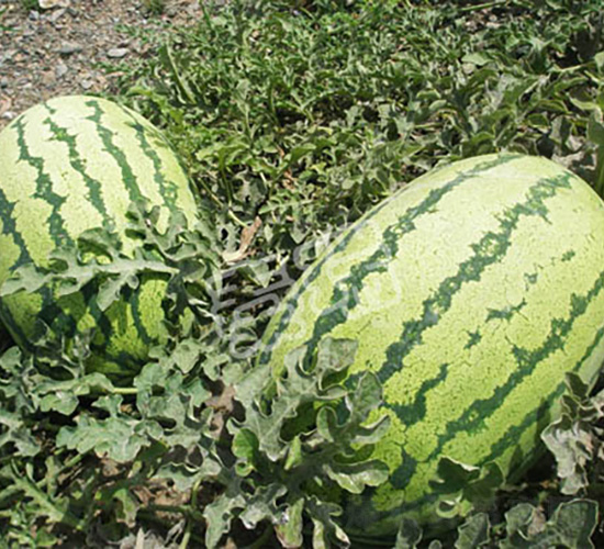 金花花王-西瓜種子-秦瑞